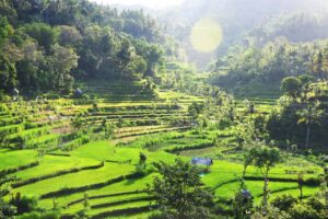 Budget Bali Vacation Packages